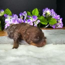 Pepper's ABC - Doremi - Chocolate and tan female Pomeranian puppy in Plant City, Florida from Pepper's Pomeranians