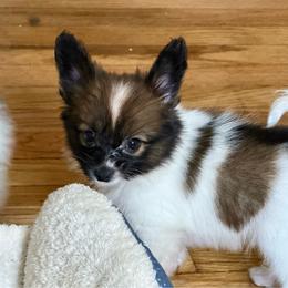 Deku - Red white and sable male Papillon puppy in Missouri from Lovely Acres