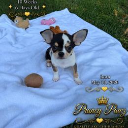 AKC Rocco - Merle male Chihuahua puppy in Columbus, Nebraska from Prancy Pawz