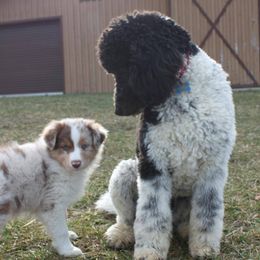 Aussiedoodles and Australian Shepherds from Pineview Farms Australian Shepherds
