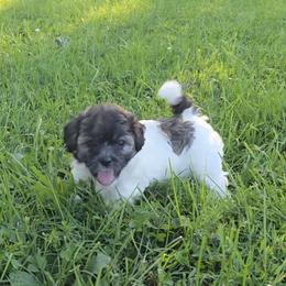 Havanese, Havapoo, and Poodle Puppies from Parlor Pups