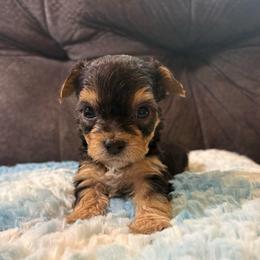 Muffin - Black and tan female Yorkipoo puppy in San Antonio, Texas from Sweet as dessert puppies