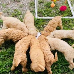 Goldendoodle Puppies from Royal Goldendoodles Doodle Lovers