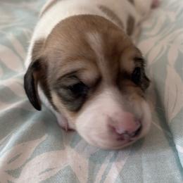 Bubba - Piebald male Dachshund puppy in New Smyrna Beach, Florida from J & L Mini D’s