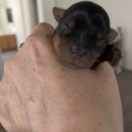 Yorkshire Terrier Puppies from Dani’s Yorkie’s
