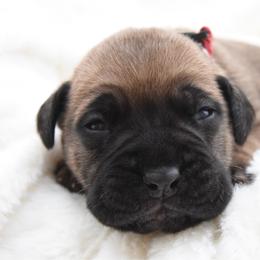 Penny - Fawn female Bullmastiff puppy in Chickasha, Oklahoma from Rustic Lace