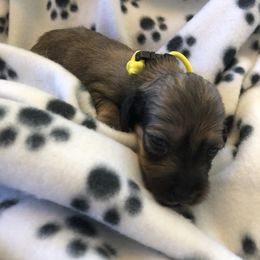 Female 2- yellow collar - Cream female Dachshund puppy in Fostoria, Michigan from Jensen Dobermans and Dachshunds