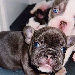 French Bulldogs from Kaity Vaughn