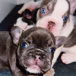 French Bulldogs from Kaity Vaughn