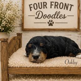 Oakley - Phantom male Bernedoodle puppy in Thornville, Ohio from Four Front Doodles & Friends