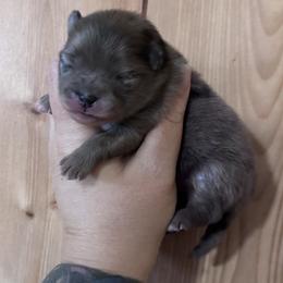 Blossom - Blue merle female Pomeranian puppy in Sandia, Texas from Broken Arrow Poms