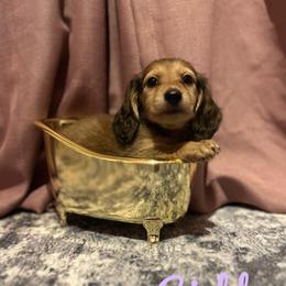 Dachshund Puppies from The long dogs of indiana