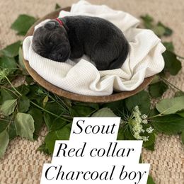 Scout - Charcoal male Dilute Retriever puppy in Kenton, Ohio from Lynn Valley Labradors