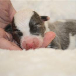 Bluie Mismarked - Gray and white male American Corgi puppy in Clovis, New Mexico from Sweet & Salty Cowdogs