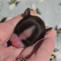 Brie - Red white and sable female Papillon puppy in Hollister, Missouri from Swan Creek Kennel