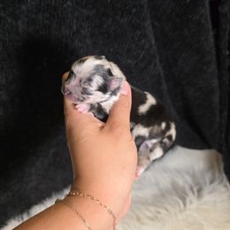 Mushu - Blue merle male Pomeranian puppy in Smithville, Texas from Lafary Poms