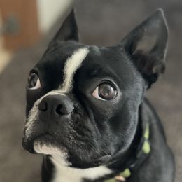 Kale - Boston Terrier