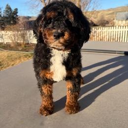 Captain Jack (black collar) - Phantom male Poodle puppy in Henefer, Utah from Mountain Valley Poodles