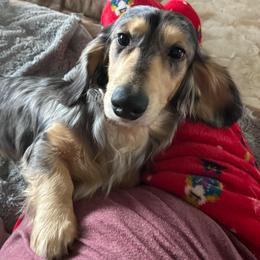 Decker - Dapple male Dachshund puppy in Chino Valley, Arizona from Lane’s Little Long Coats