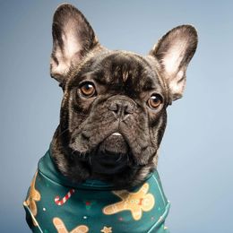 French Bulldogs from Frenchie Bulldog Kisses