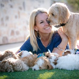 Poodle Puppies from Doodle Puppy Parti