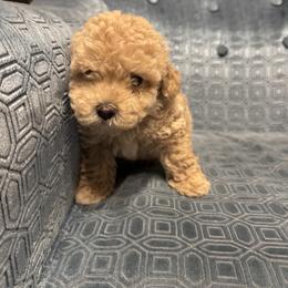 Teddy - Apricot male Assorted Doodle Crosses puppy in Vancouver, Washington from Kovalenko Poodles