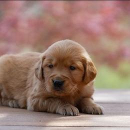 Zinnia - Golden female Golden Retriever puppy in Saint Joe, Indiana from Golden Acres Farm