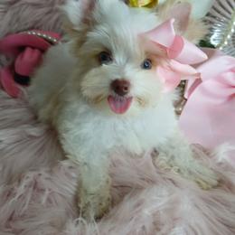 EsPoir - Parti female Yorkshire Terrier puppy in Humble, Texas from Marnax Yorkshire Babies