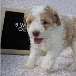 Cockapoo Puppies from Darling Doodles