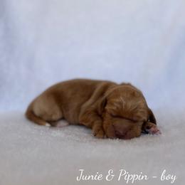 Dune - Caramel male Australian Labradoodle puppy in Belding, Michigan from Rutu Australian Labradoodles