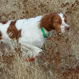 Penny - Brittany