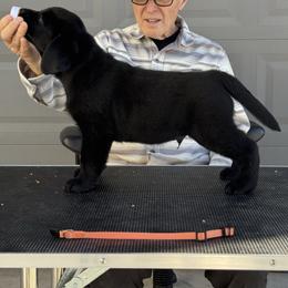 Orange Boy - Black Labrador Retriever puppy in Buckeye, Arizona from Foothills Labrador Retrievers