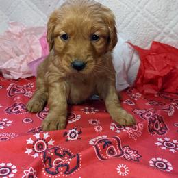 Golden Retriever Puppies from tallpinegoldens@gmail.com