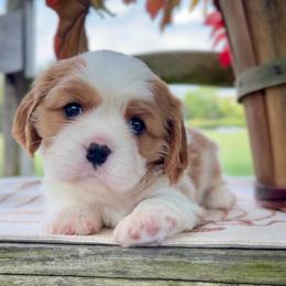 Gnocchi - Blenheim male Cavalier King Charles Spaniel puppy in El Dorado Springs, Missouri from Cavish's Missouri Cavaliers, Cavapoos, and Miniature Poodles
