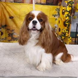 Omar - Blenheim male Cavalier King Charles Spaniel puppy in Tooele, Utah from Ikkes Cavaliers MRI cavaliers in Utah