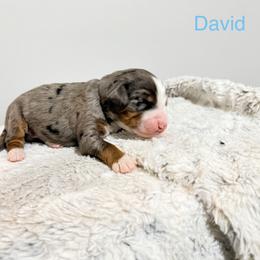David - Merle male Bernedoodle puppy in Temperance, Michigan from Michigans Bernedoodle’s