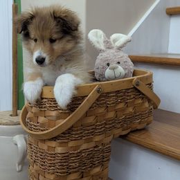 Baby Blue - Sable and white Shetland Sheepdog puppy in Lake Cumberland Area, Kentucky from Whitehaven Farm Shelties