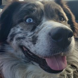 Hawk Adam - Australian Shepherd