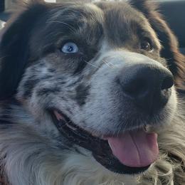 Hawk Adam - Australian Shepherd