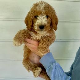 Sandy - Apricot female Goldendoodle puppy in Kenansville, North Carolina from J+A Family Doodles