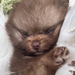 Pebbles - Chocolate sable female Pomeranian puppy in Brentwood, California from Royalpawpoms