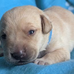 Boy 4 - Yellow Labrador Retriever puppy in Omaha, Nebraska from DeBruin Labrador Retrievers