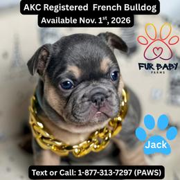 Jack - Tricolors male French Bulldog puppy in Michigan from Fur Baby Farms