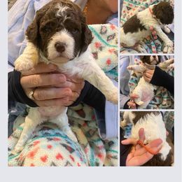 Orange girl - Brown roan Lagotto Romagnolo puppy in Westlake, Oregon from Premier Truffles