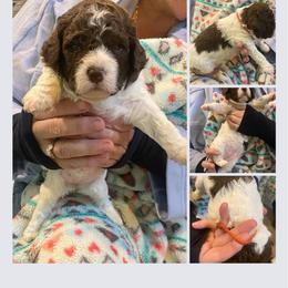 Orange girl - Brown roan Lagotto Romagnolo puppy in Westlake, Oregon from Premier Truffles