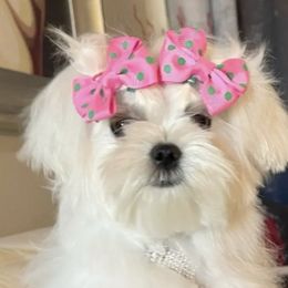 Lucy - Maltese