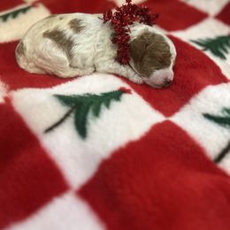 Mr Mash - Parti male Goldendoodle puppy in Saint George, Utah from Ashlee's Goldendoodles