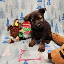Light pink collar - Sable female German Shepherd puppy in Ramsey, Illinois from Haus-Farr German Shepherds
