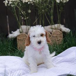 Purple collar girl - Parti female Goldendoodle puppy in Spokane, Washington from Beloved_doodles_WA