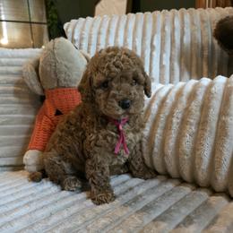 Pink Collar Gracie - Red  female Goldendoodle puppy in Bristol, Tennessee from 4goldendoodles